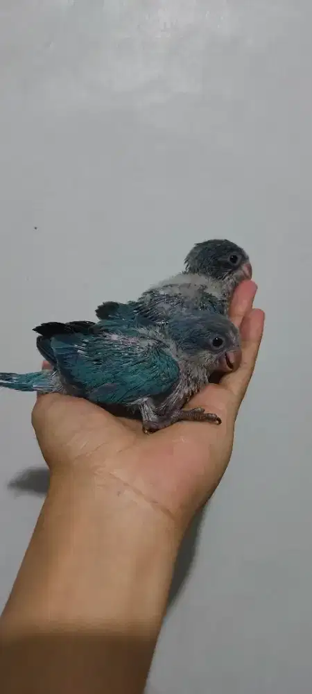 Monk parakeet blue baby DNA jantan