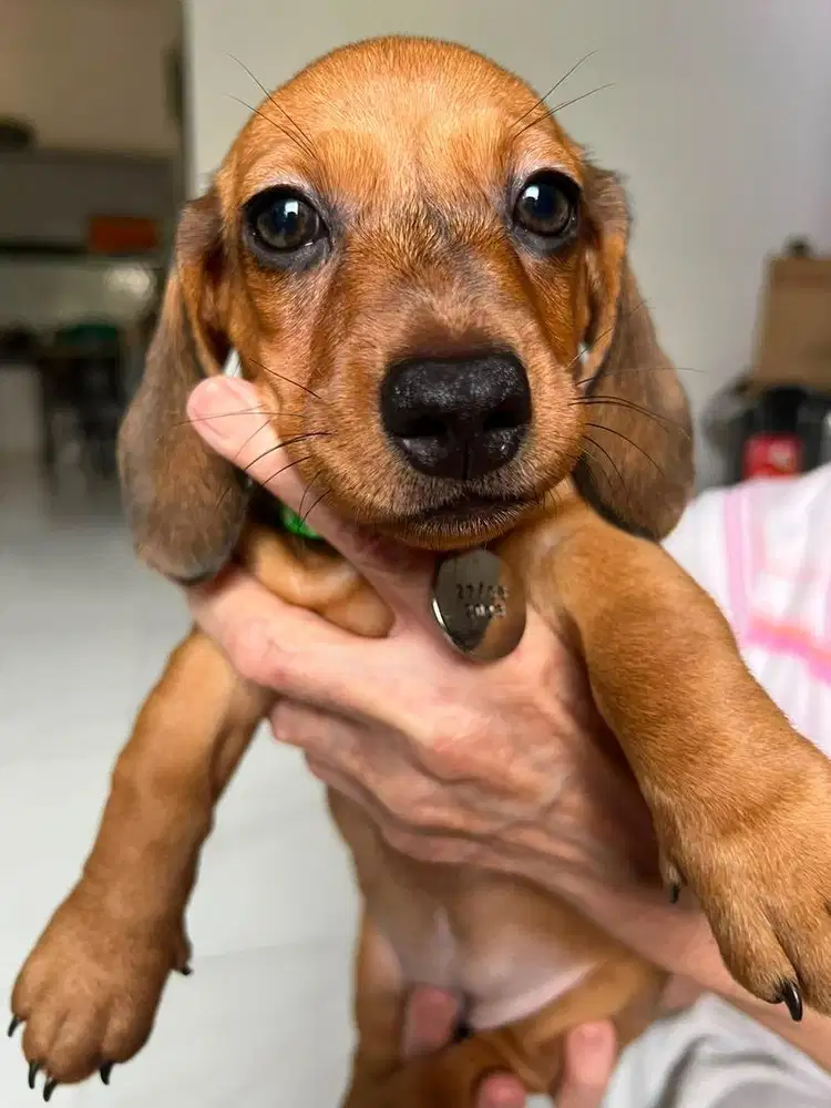 Open adopt tekel 22 mei & 27 juni 2026 3 Cewe