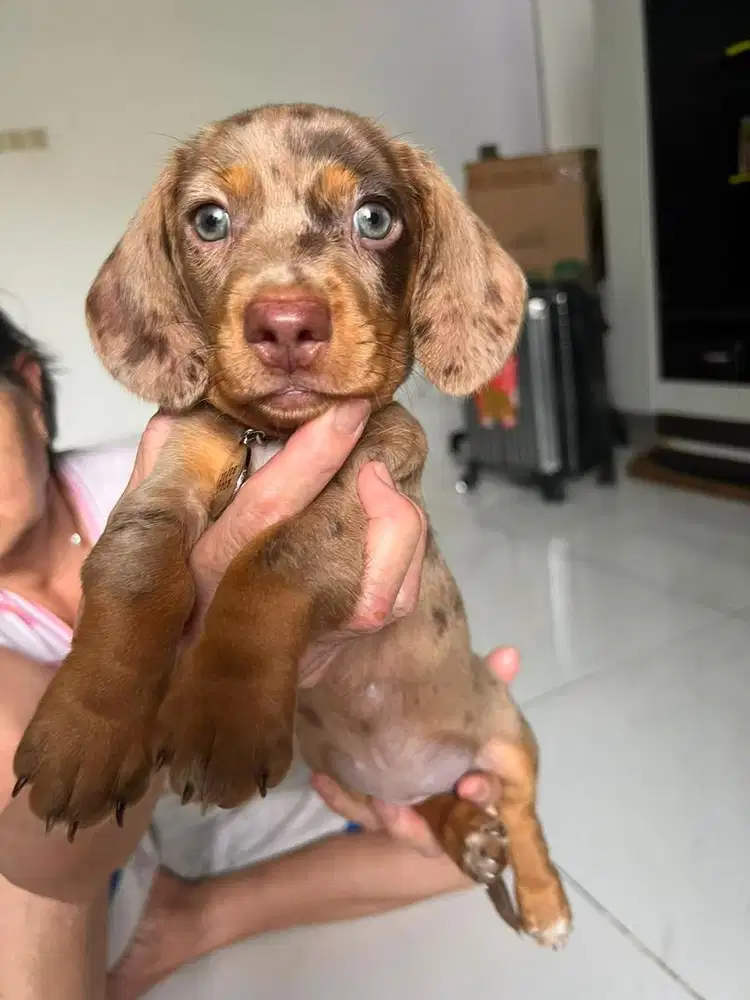 Open Adopt stambun Tekel good quality