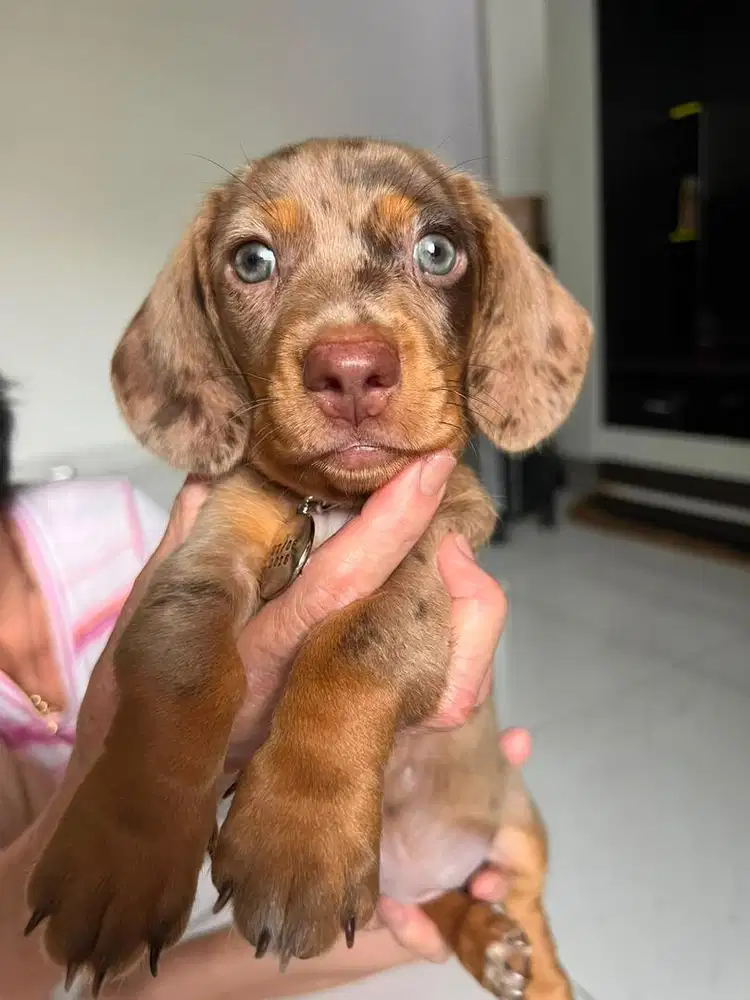 Pure mini Tekel Good Quality Green eye