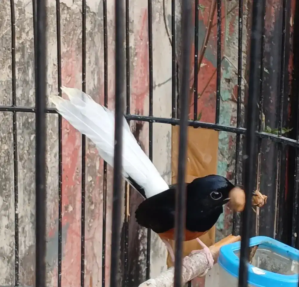 Murai jantan blorok ekor Pocong