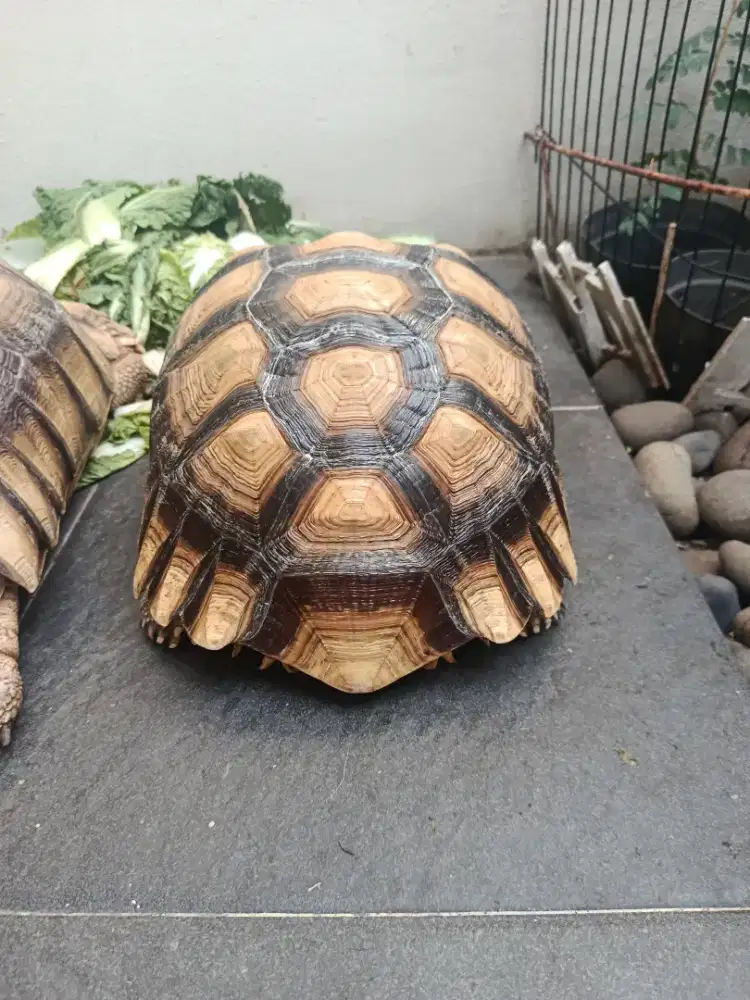 Sulcata Betina Sepasang