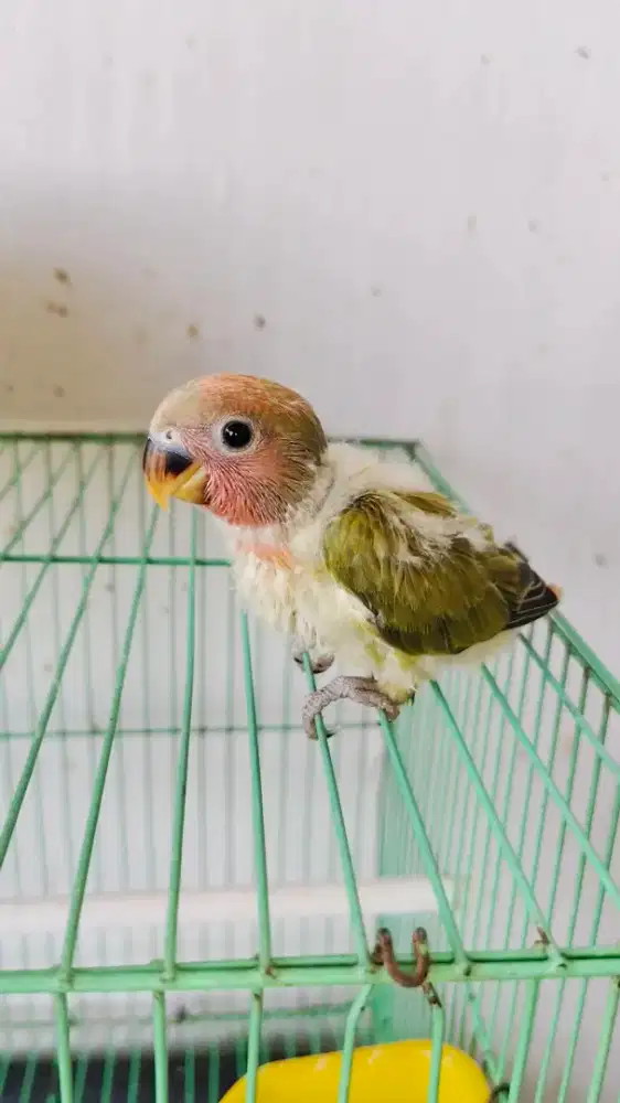 Lolohan Anak Lovebird Non Klep