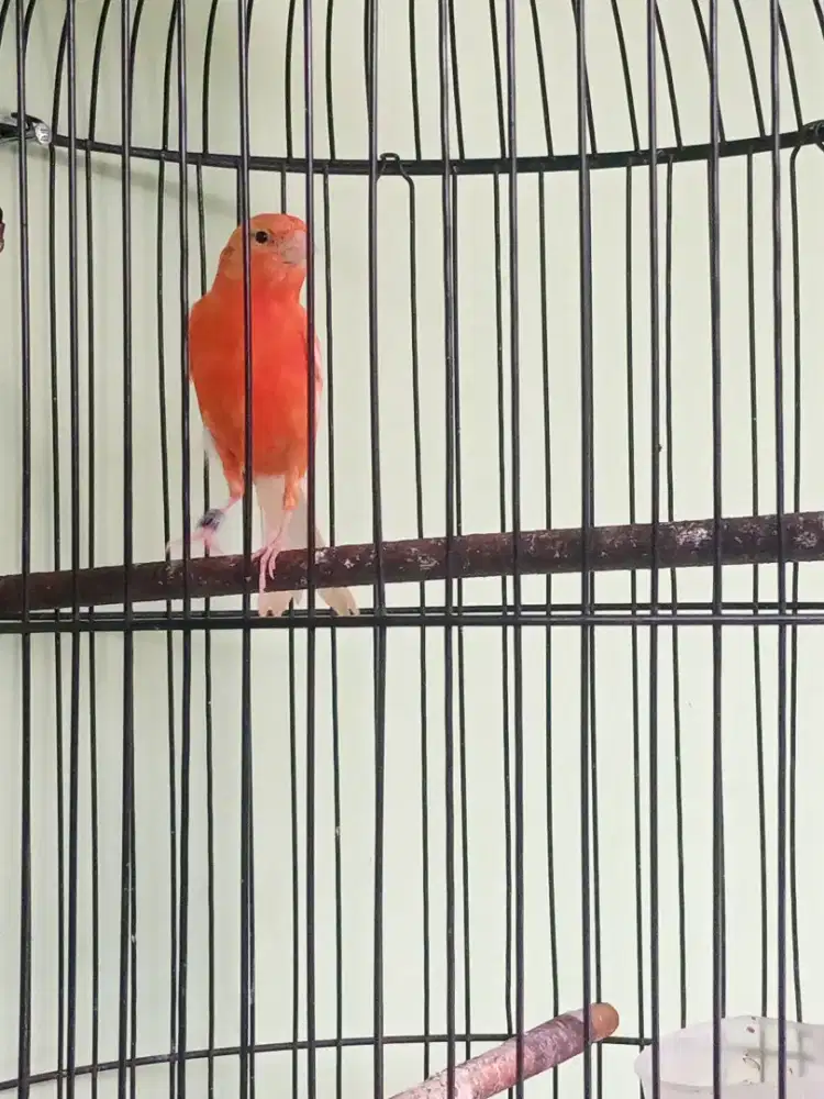 Kenari loper gacoran