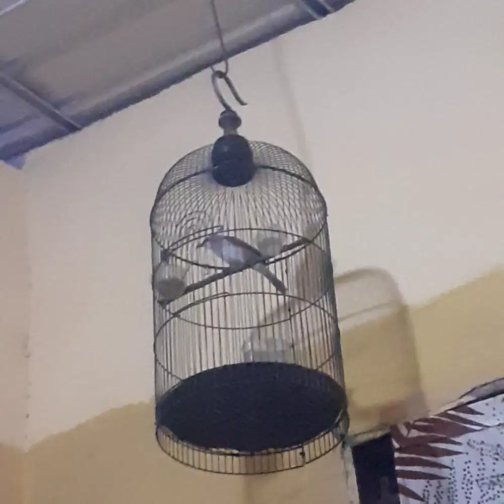 Burung trucuk ropel garuda jual murah bisa nego