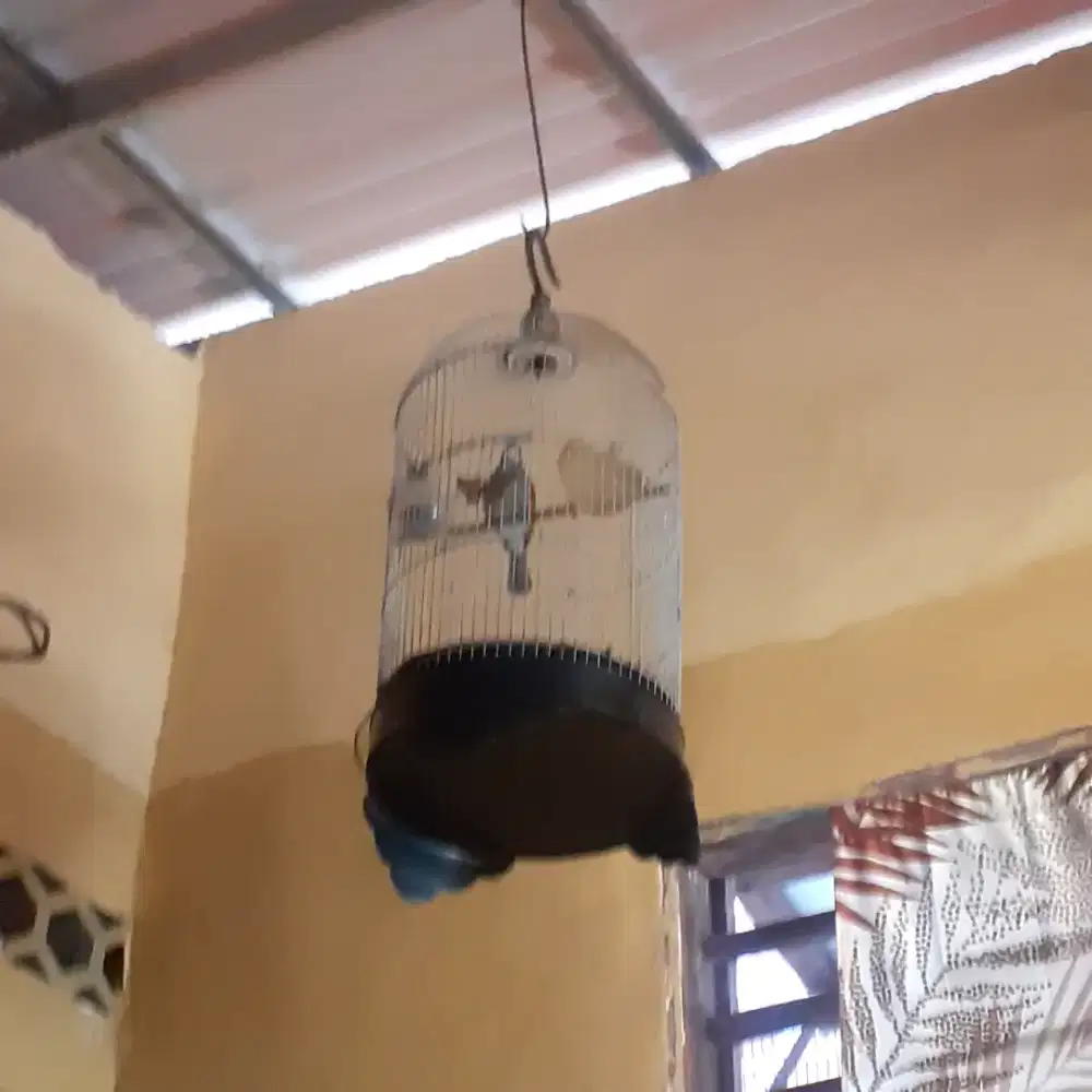 Burung trucuk ropel garuda jual murah bisa nego