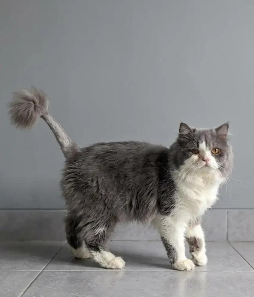 Persian  Bigbone Bicolour