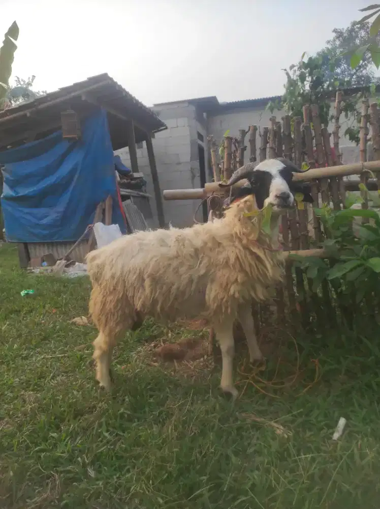 Domba buat aqiqah