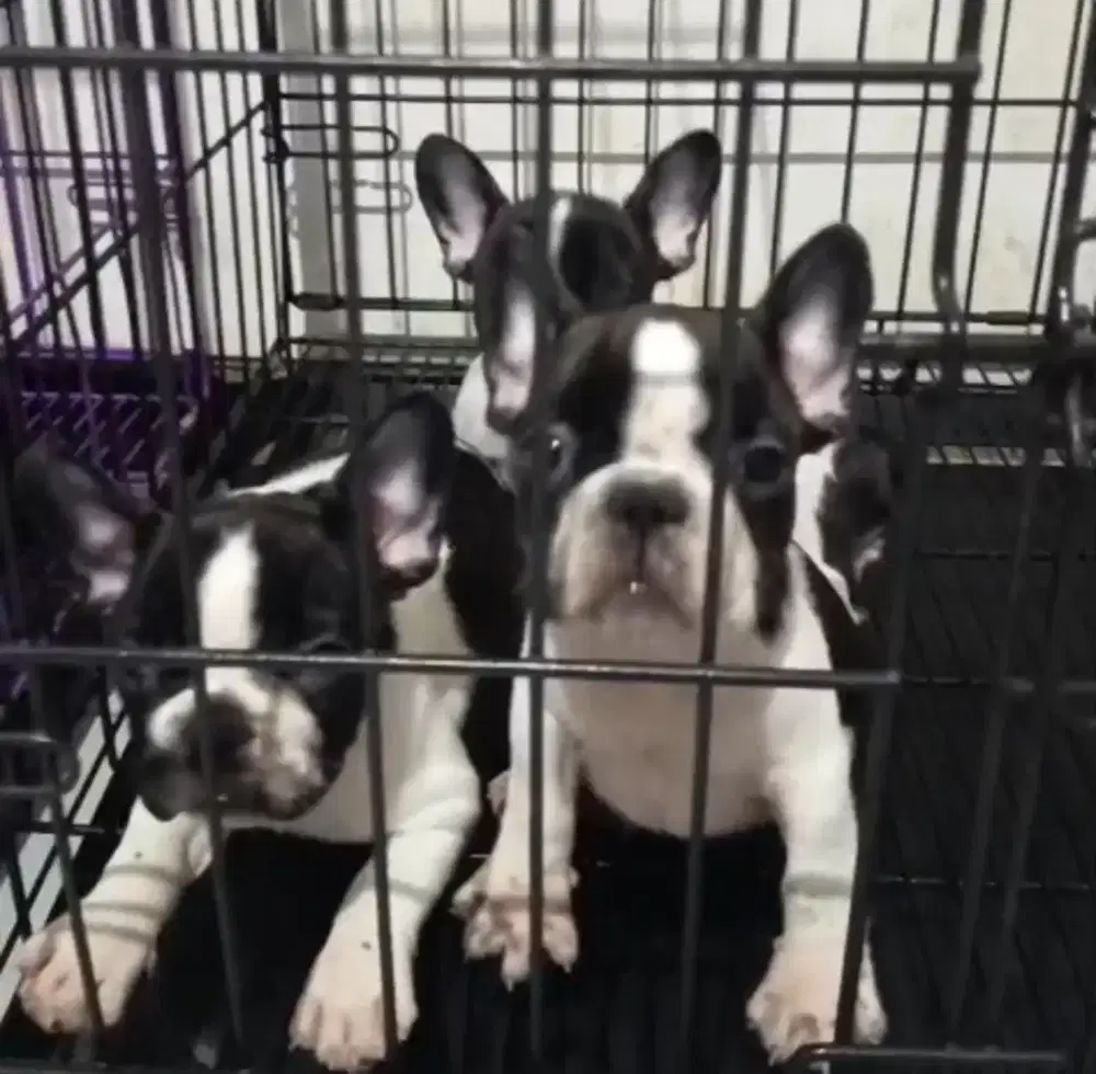 French Bulldog puppies Surabaya