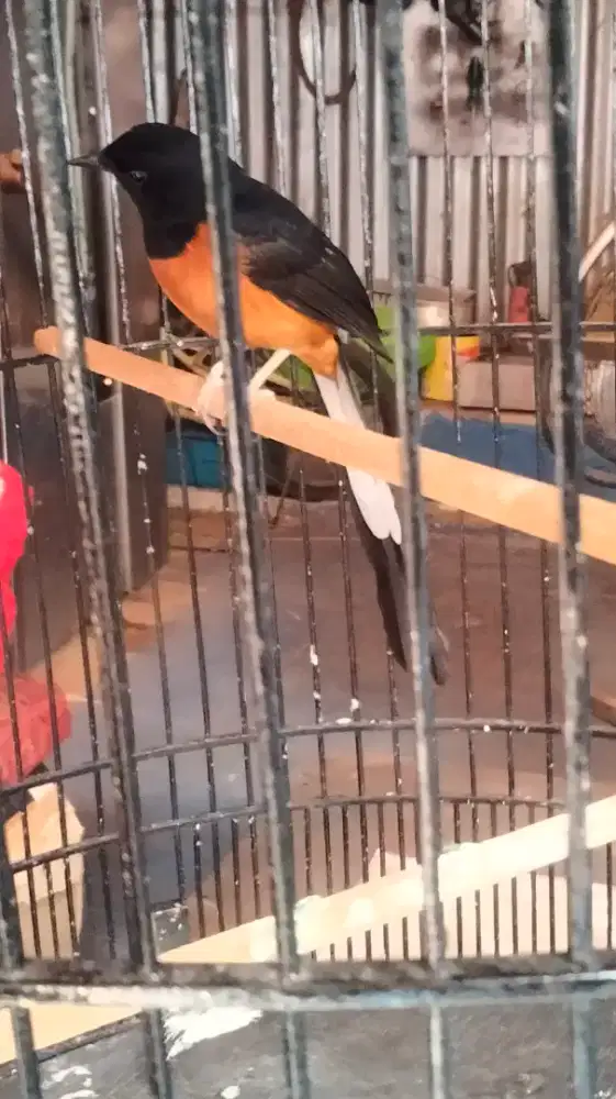 Murai muda hutan..jinak