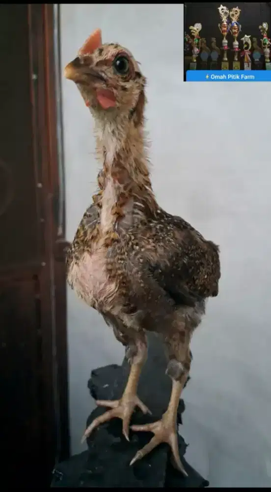 Ayam ketawa jantan anakan trah Durasi Sambung kwalitas
