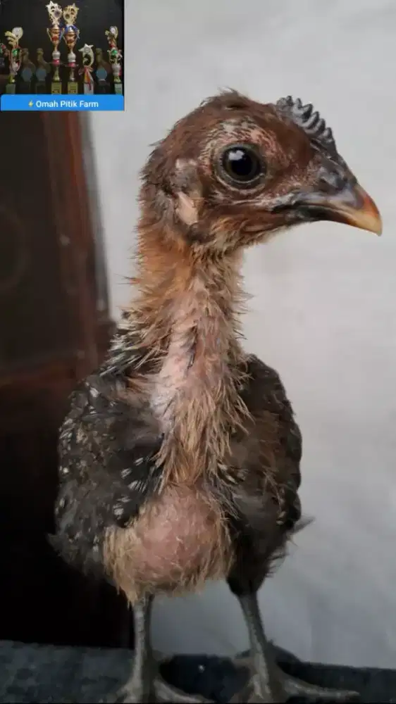 Ayam ketawa jantan anakan trah Durasi Sambung kwalitas
