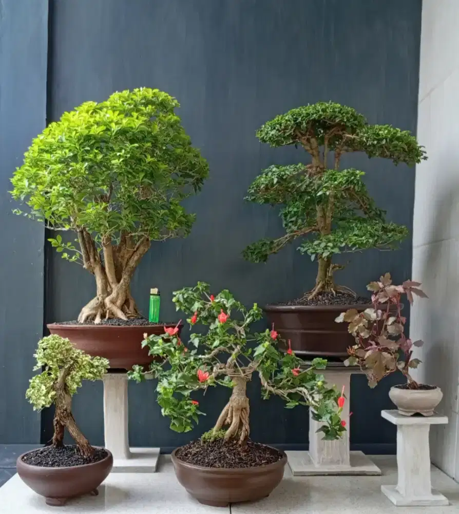 Borong murah bonsai hias cantik
