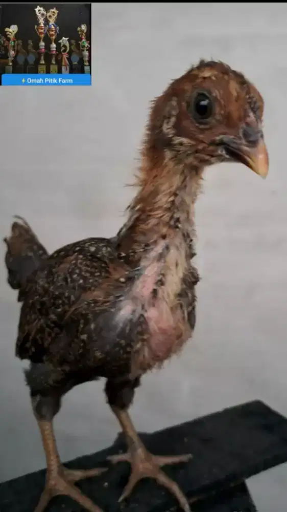 Ayam ketawa betina anakan trah Durasi Sambung kwalitas