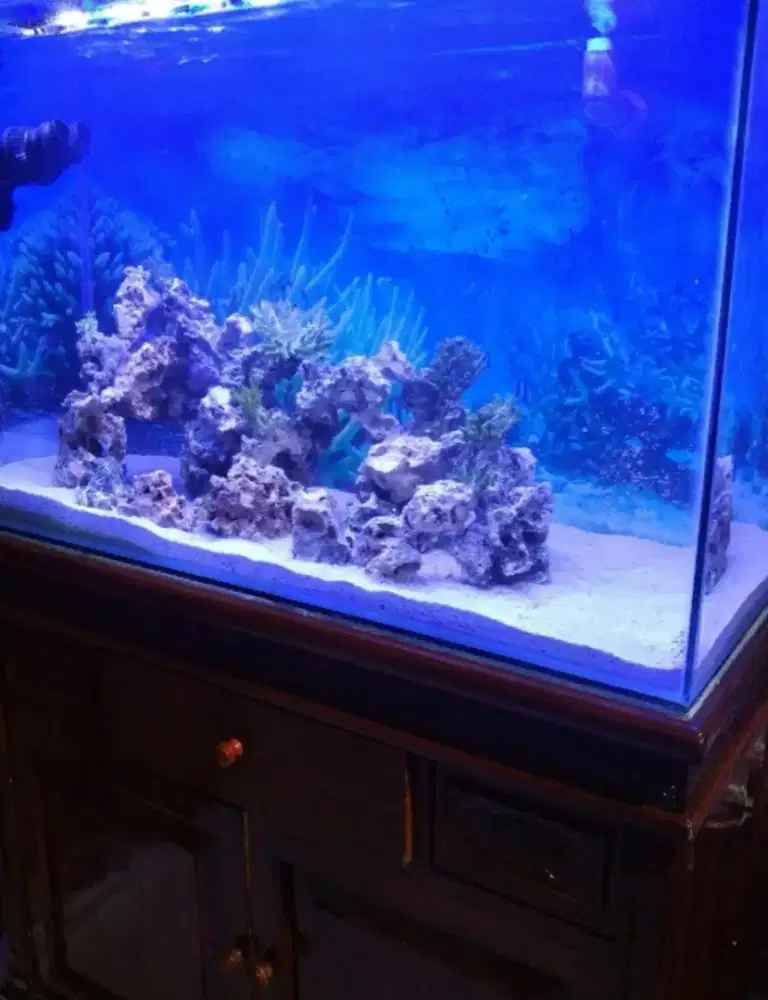 Aquarium Kabinet lemati Jati Asli