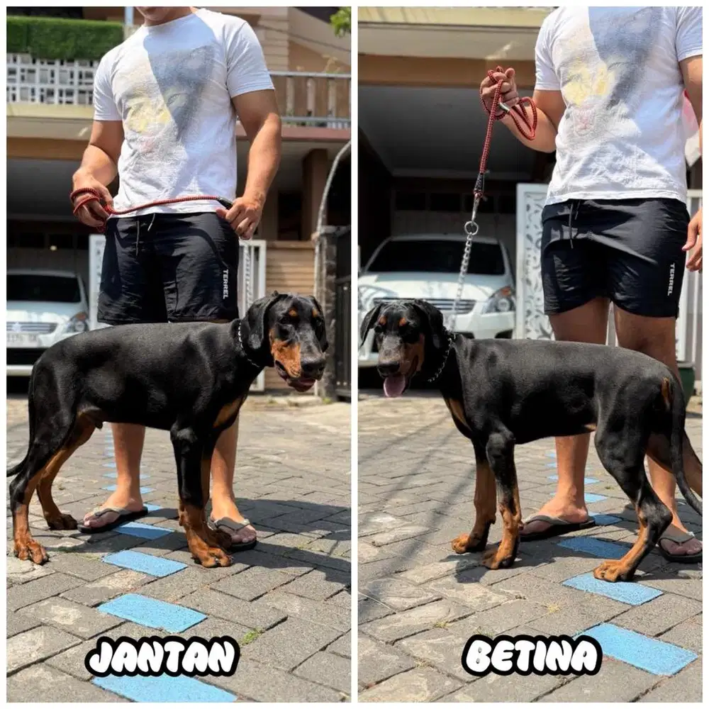Doberman Jantan Betina Stb Vaksin