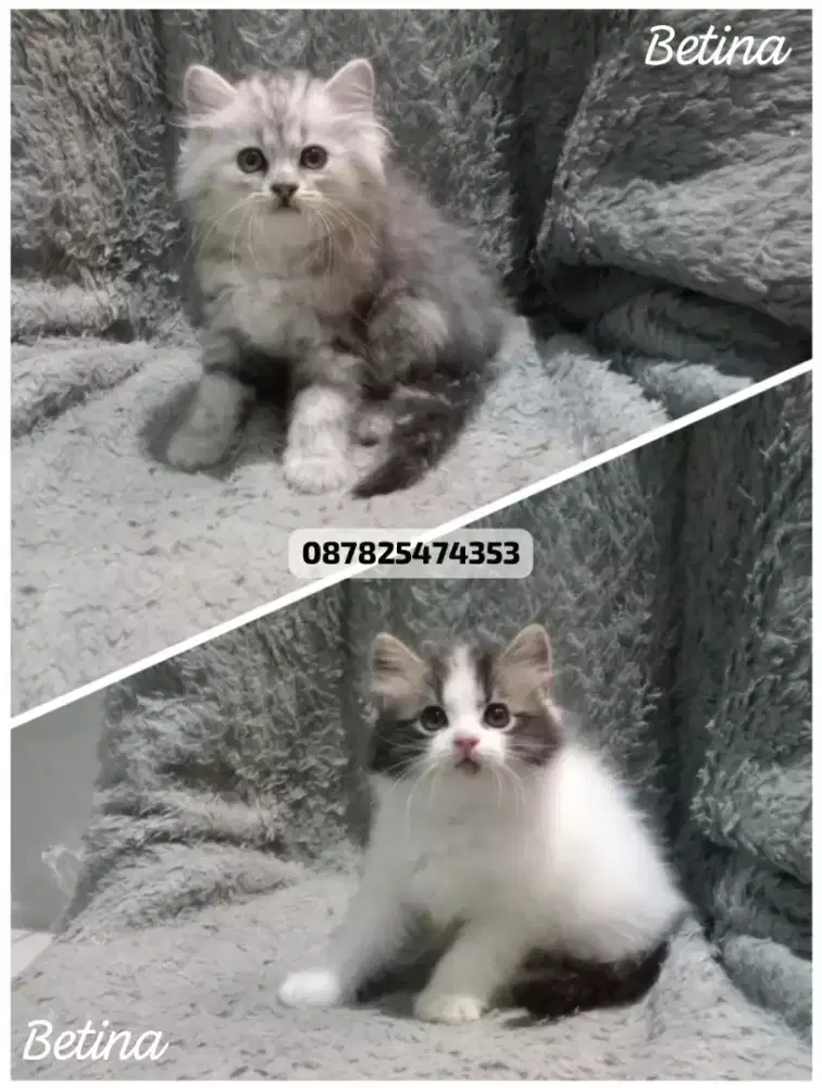 kitten persia gimbul