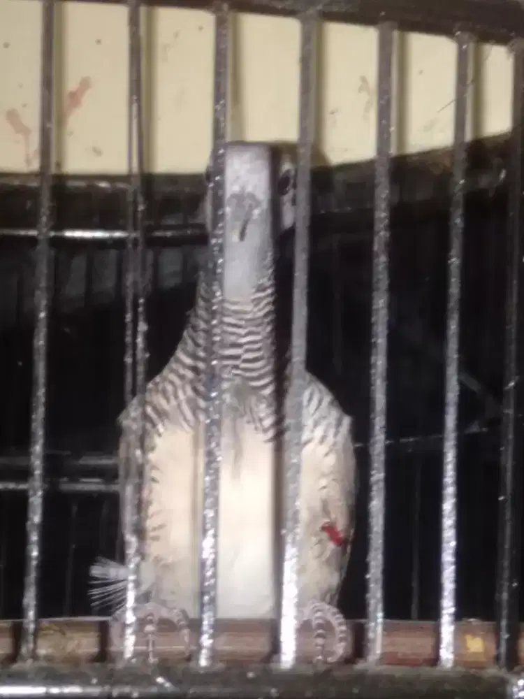 Burung perkutut dua katu ranggan