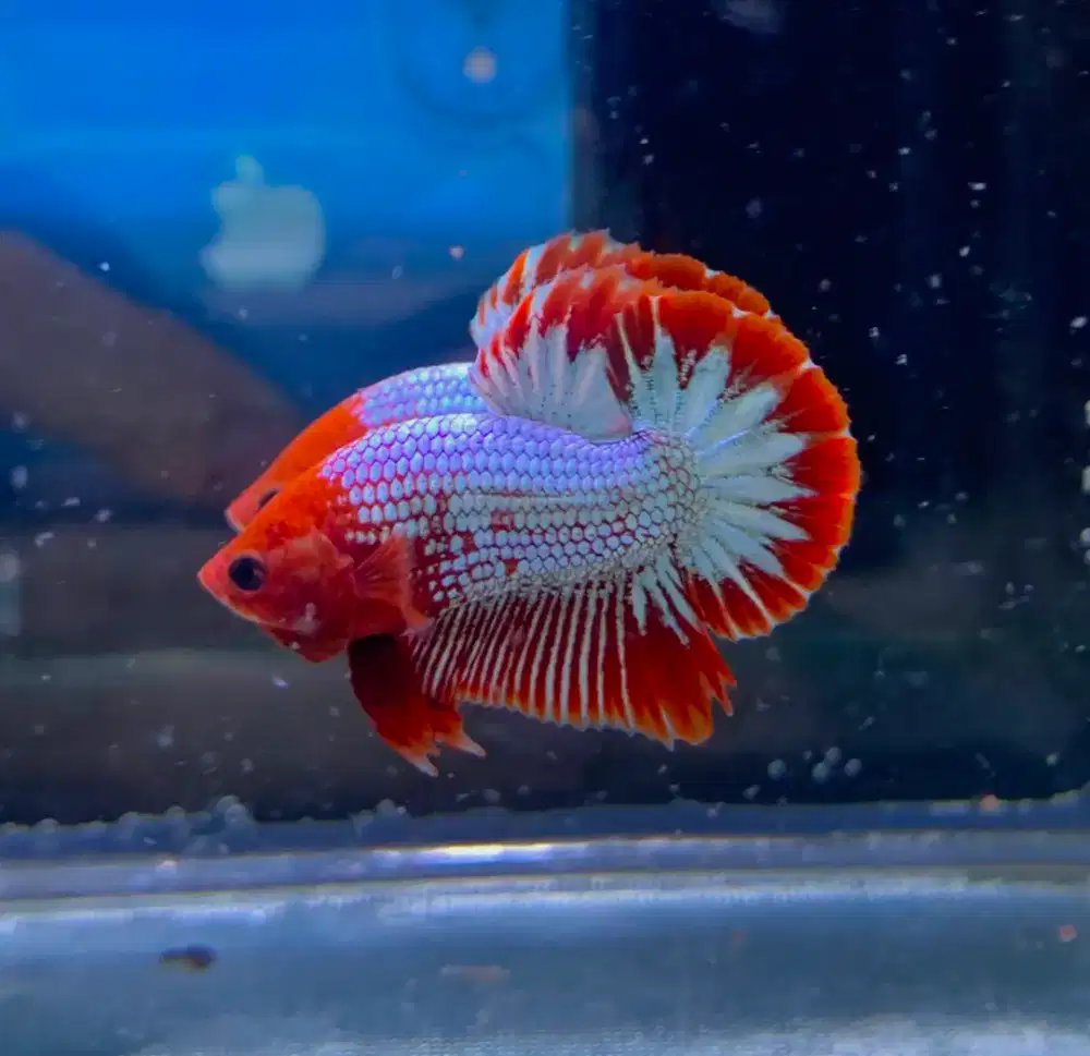 Ikan cupang hias