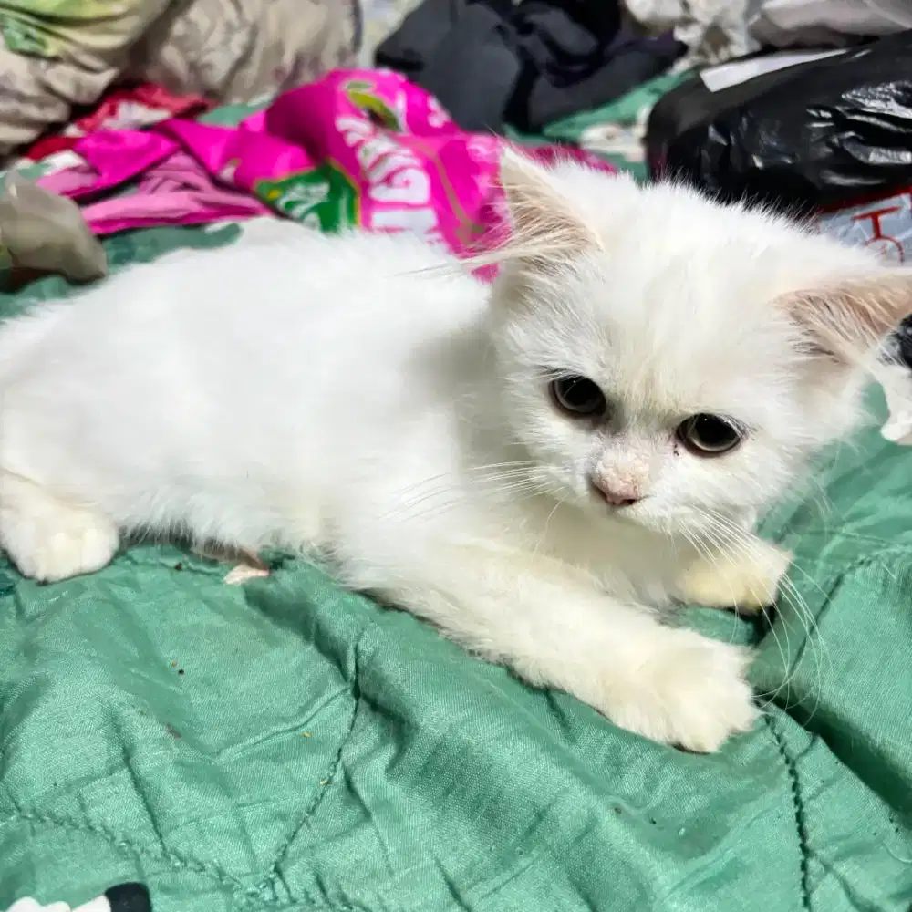 KUCING PERSIA MEDIUM MIX PEAK NOSE