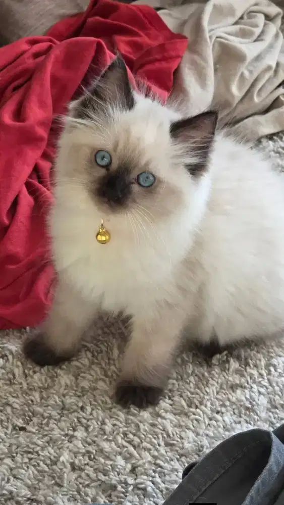 Kitten Ragdoll sealpoint 2.5 bulan betina. Lucu, manja, gemesin.