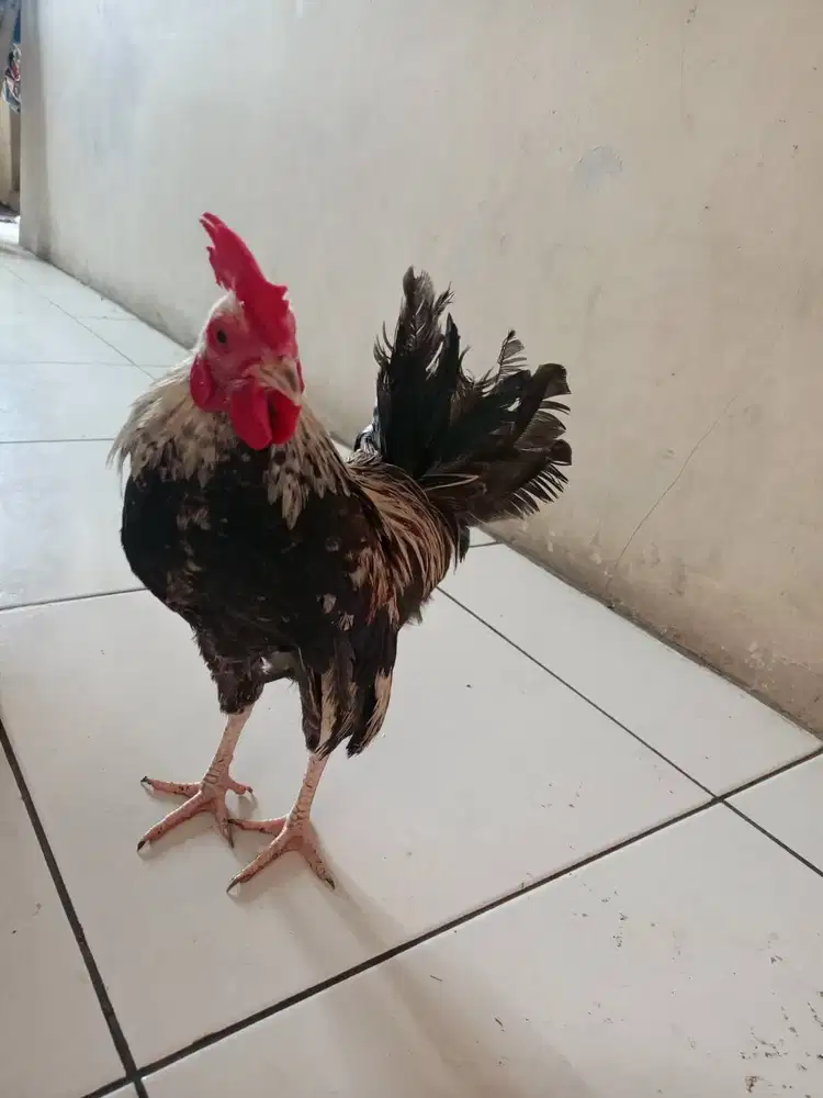Ayam Kate kecil jago