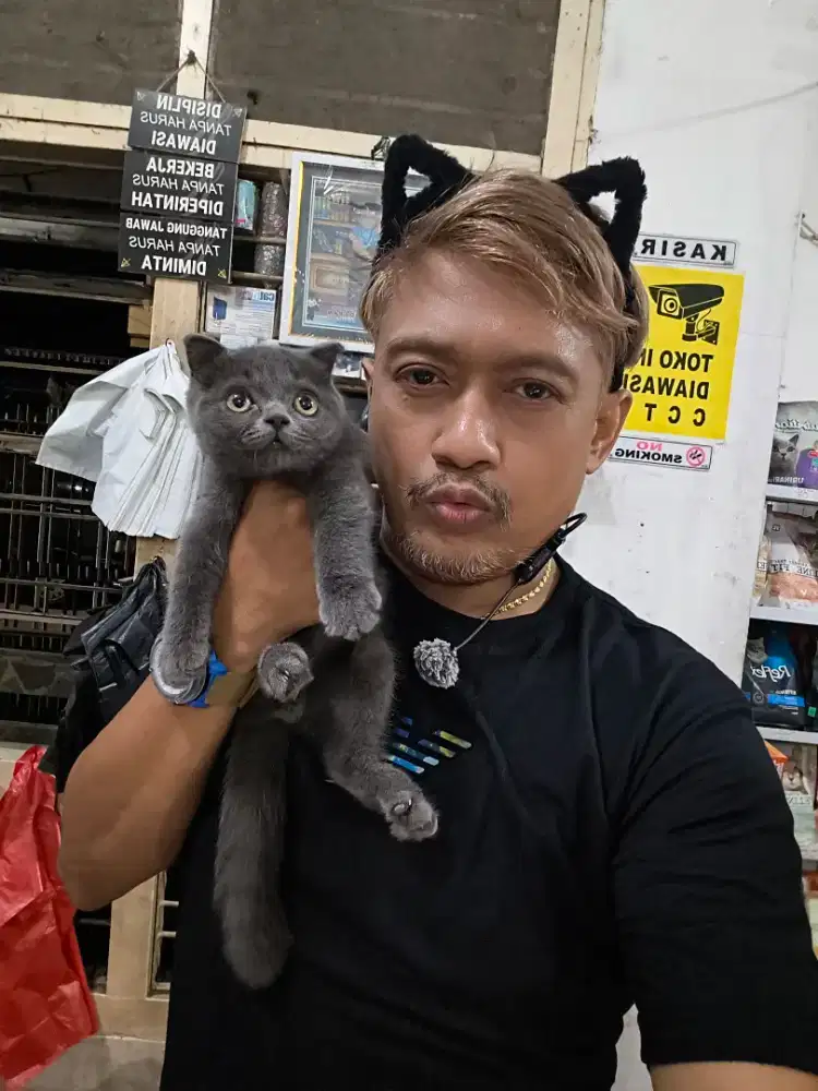 BSH Scottish Fold Muka Comel Lucu Poll