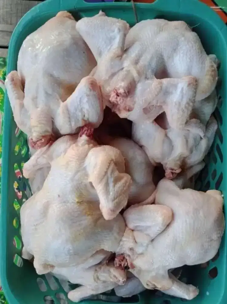 Ayam Broiler/Negeri