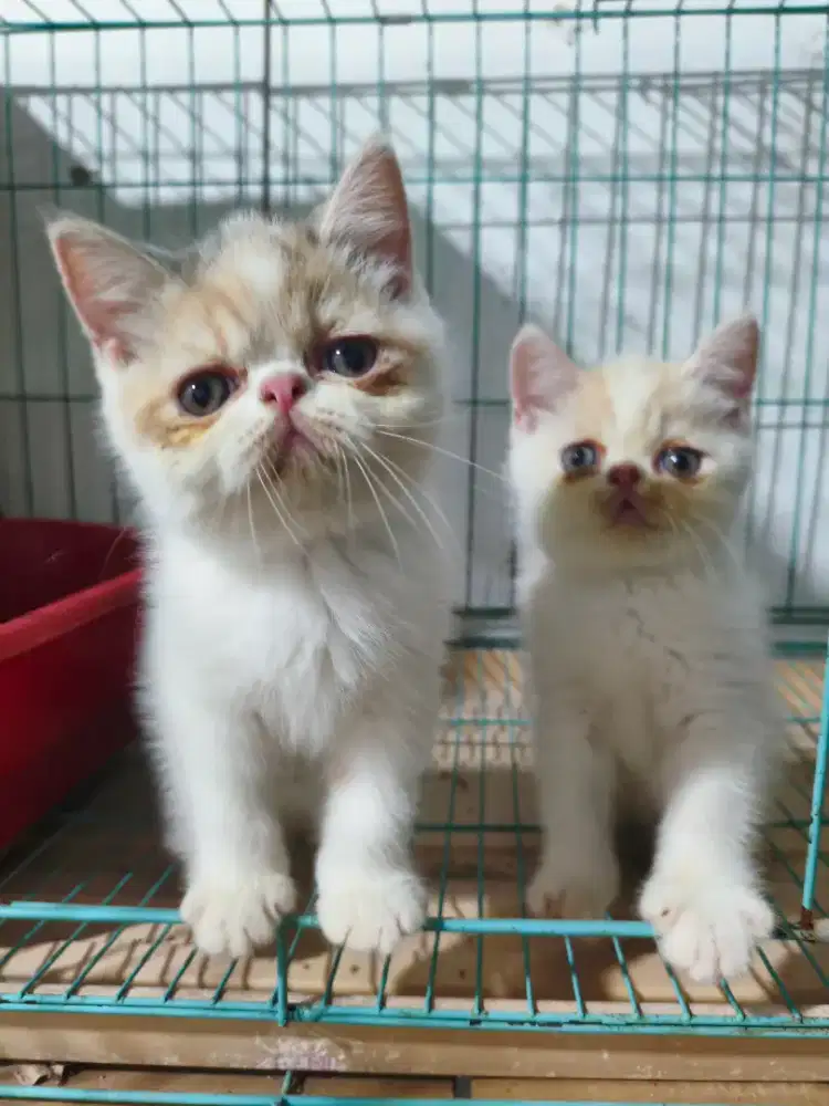 Kucing Peaknose Exotic Sepasang.