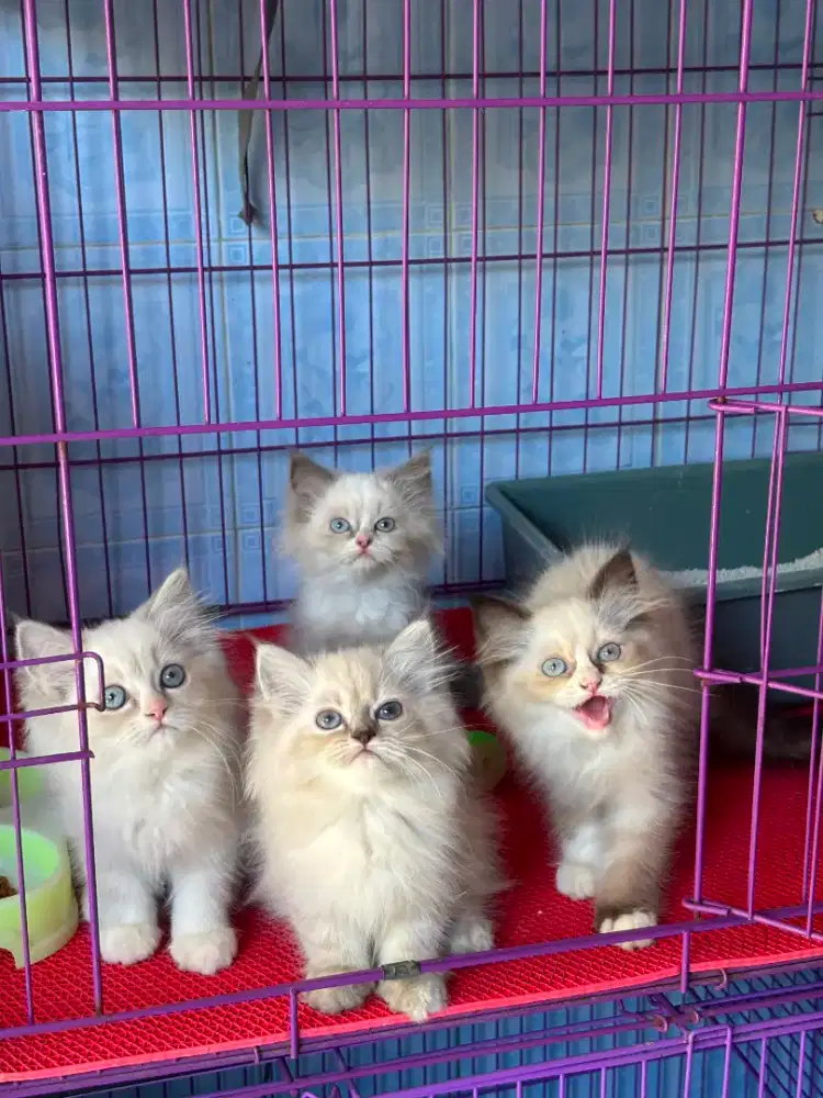 Kitten Ragdoll kucing ras cantik