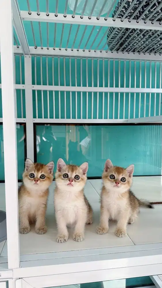 Kucing british shorthair golden