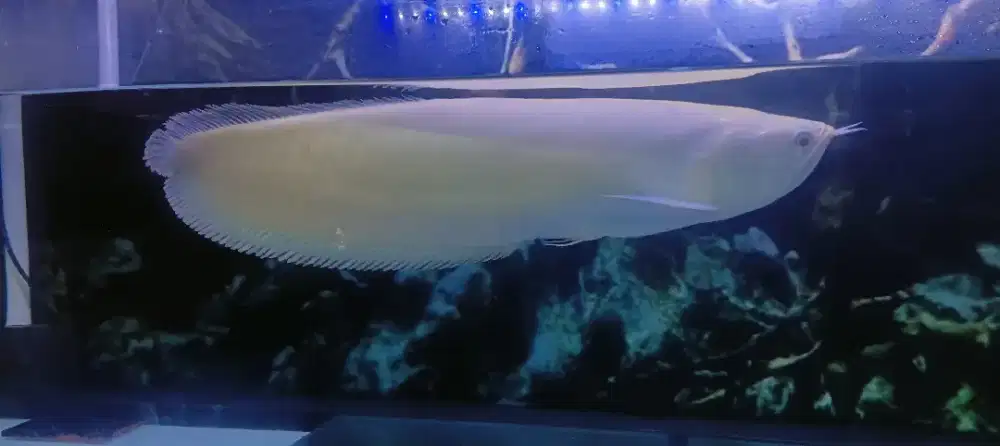 Ikan arwana silver albino mata merah 55cm