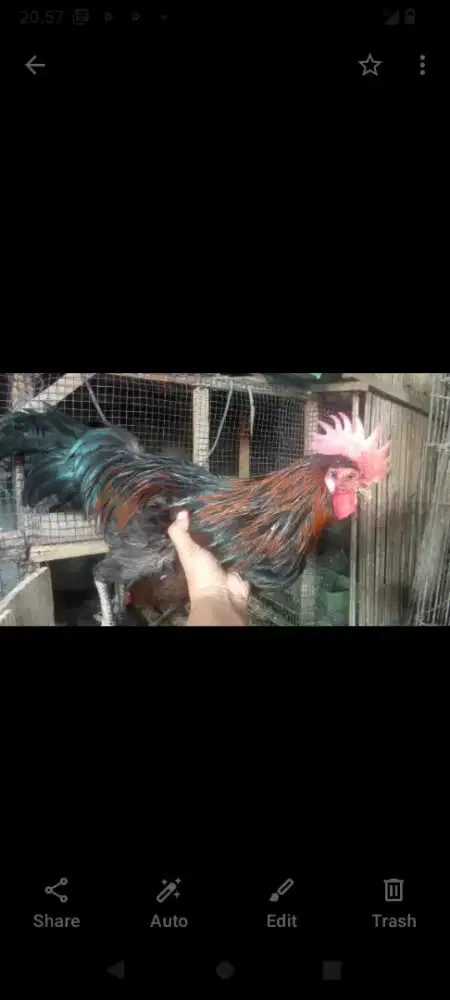 Ayam jago ketawa kuntilanak