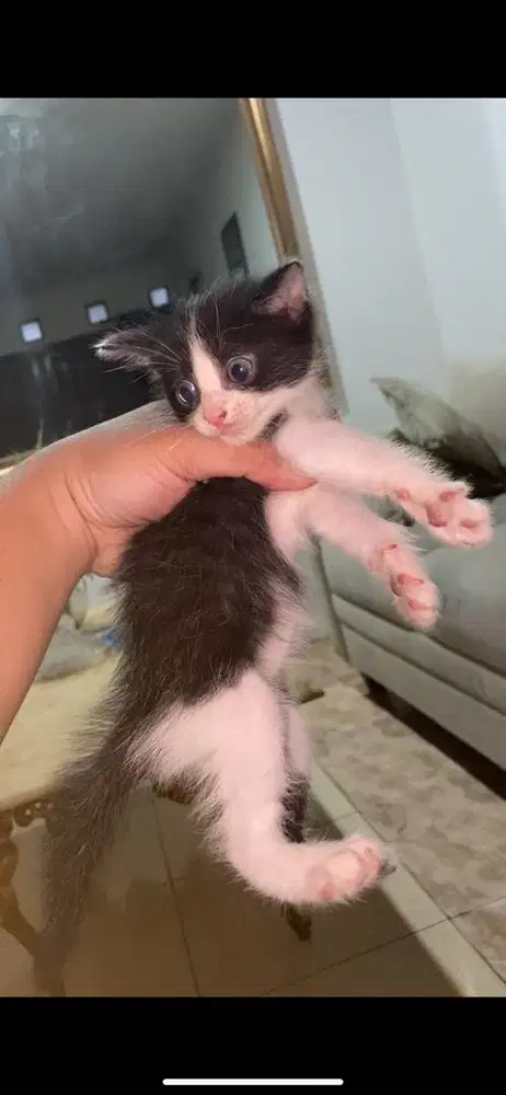 Kitten mixdome jantan