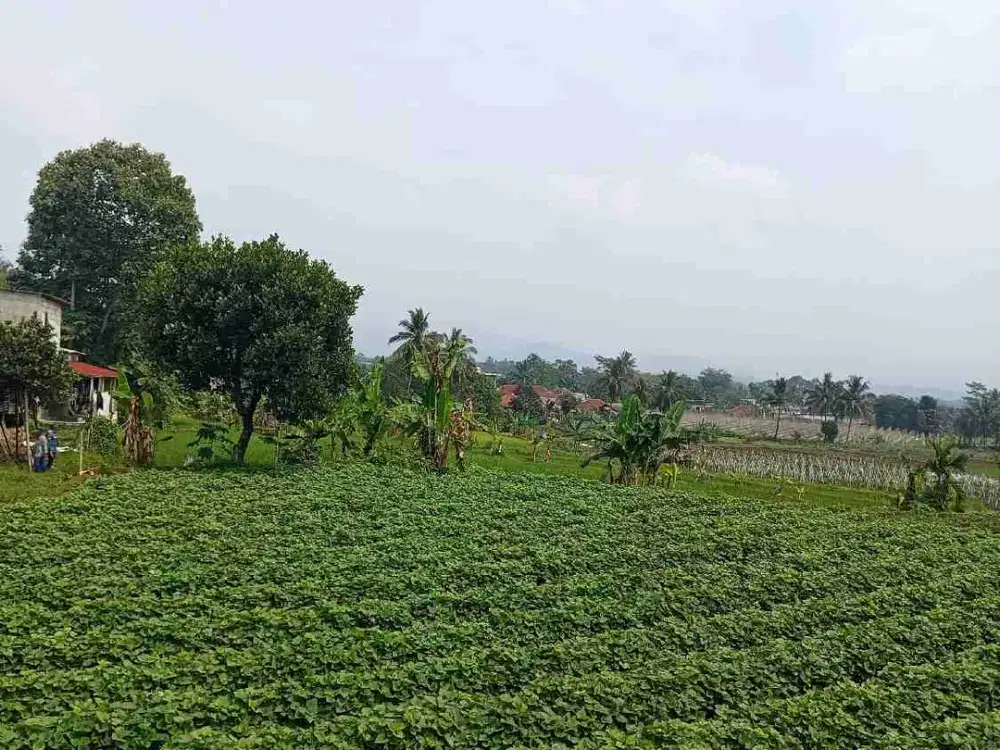 Lokasi Di jual di pamijahan bogor barat Murah
