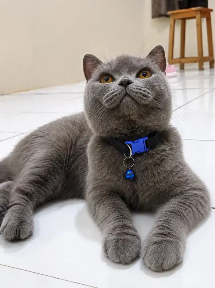 Kucing BSH British short hair ped