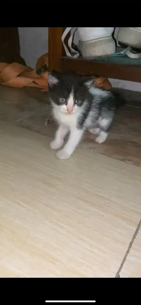 Kitten mixdome betina