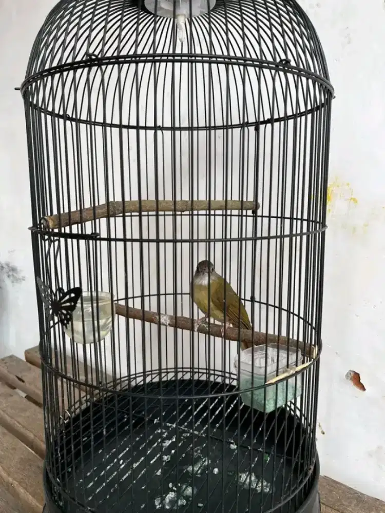 Kapas tembak harian nyuanteun