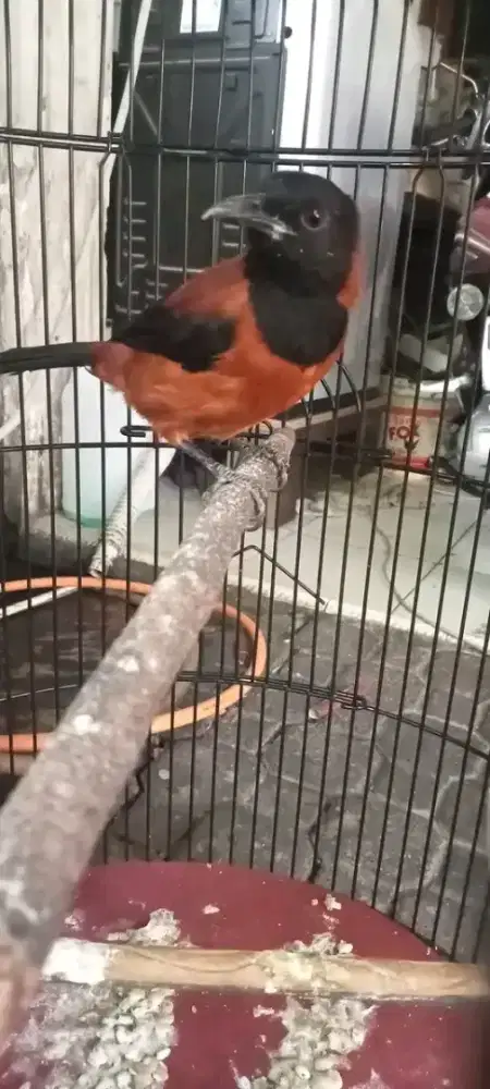 Pitohui harian rajin