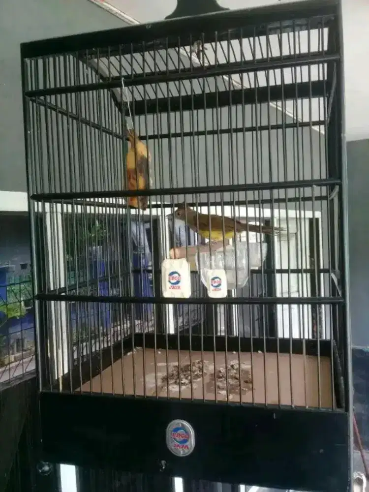 Cucak jenggot priangan gacor