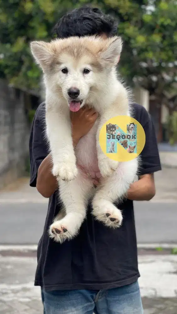 Alaskan Malamute Betina