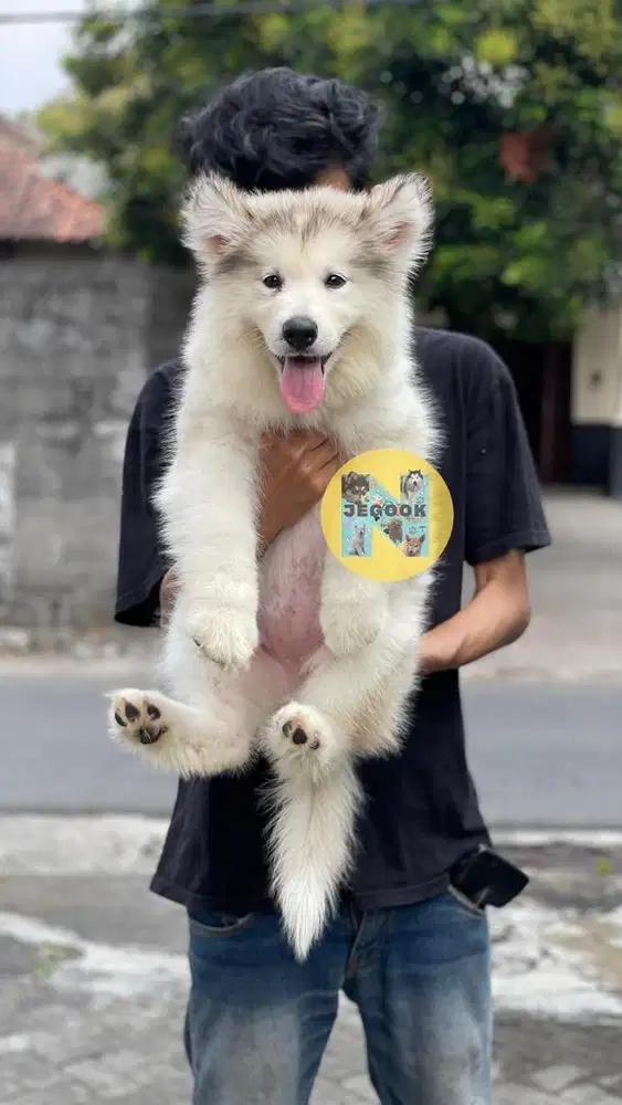 Alaskan Malamute Betina