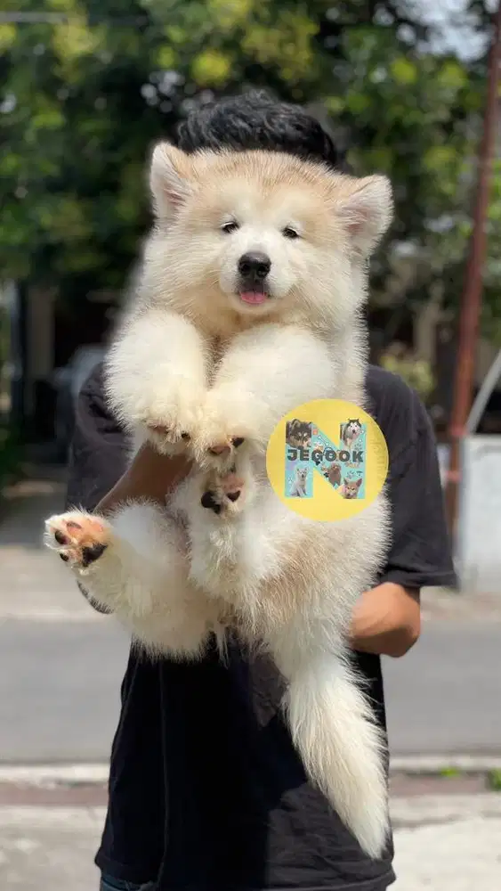 Jumbo Alaskan Malamute Betina