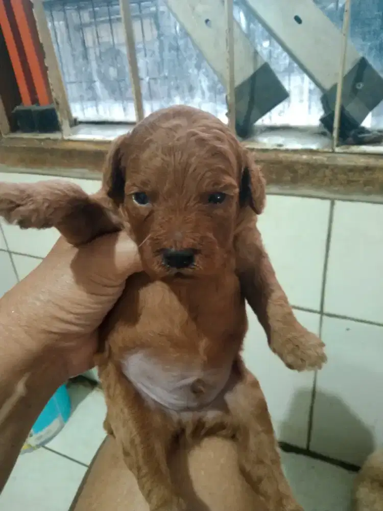 Poodle Jantan puppy