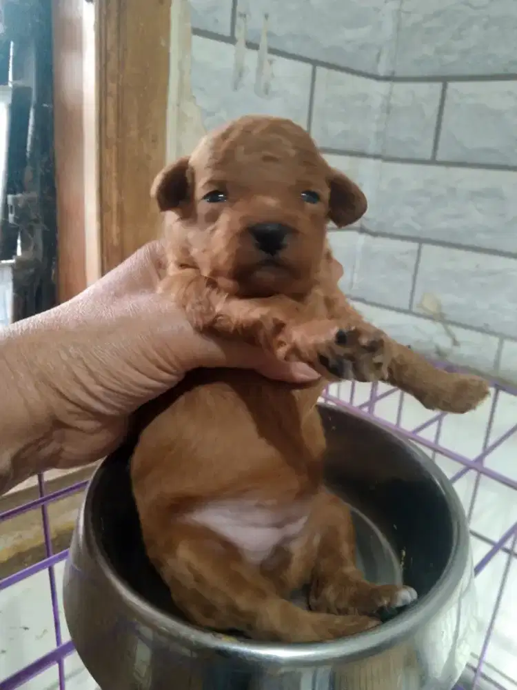 Poodle Betina Puppy