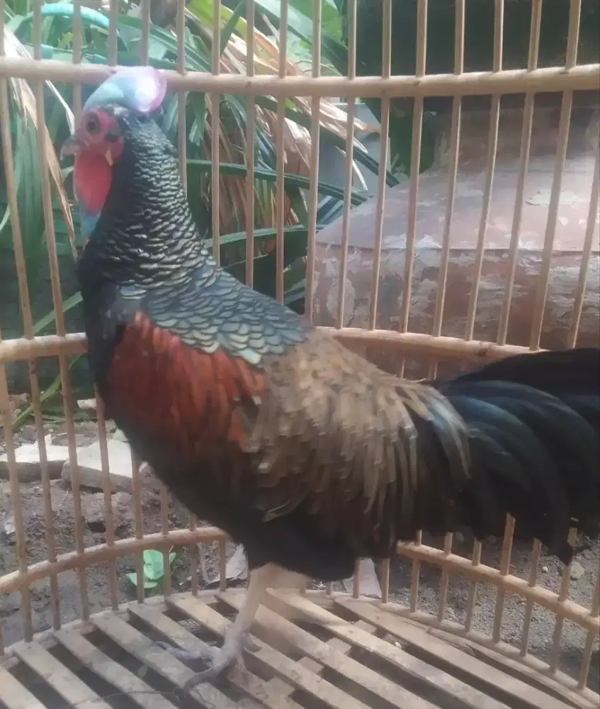 Ayam hutan hijau dewasa