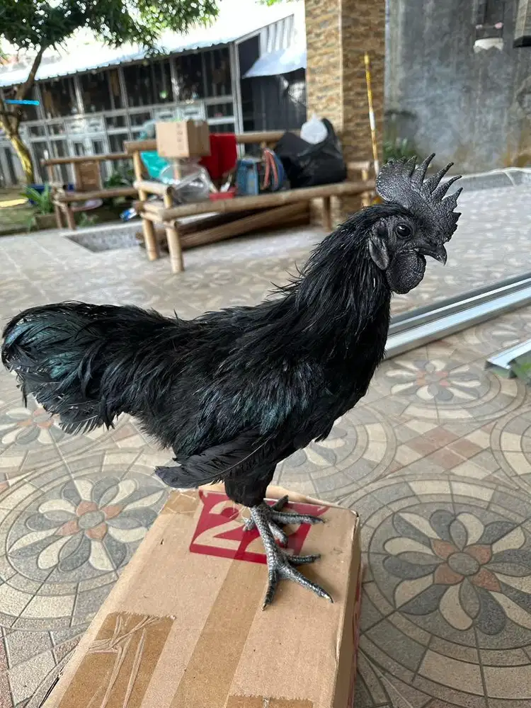 Ayam Cemani Asli Peternak
