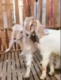 sepasang anakan bibit kambing etawa 4 bulanan TB 57-60 cm siap ternak