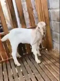 sepasang anakan bibit kambing etawa 4 bulanan TB 57-60 cm siap ternak