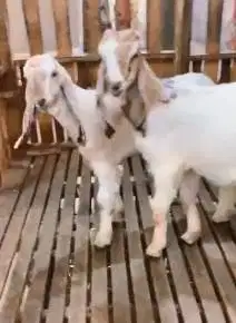 sepasang bibit kambing etawa 4 bulanan TB 57-60cm siap ternak rawatan